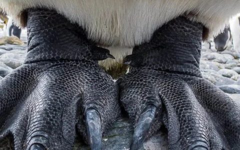 企鹅的脚为什么不怕冷