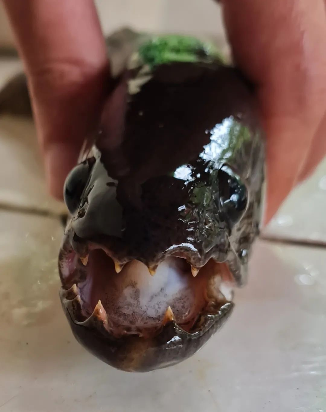 谁说沙漠里没有鱼？这里就有！鱼甚至还会爬行去找水