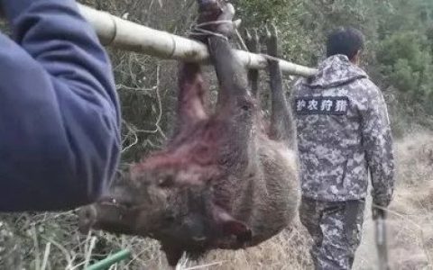 宙斯盾相控阵雷达，被中国农民拿来防控野猪了