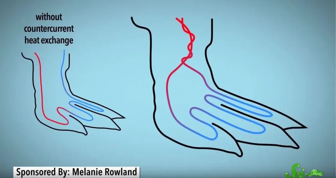 企鹅的脚为什么不怕冷