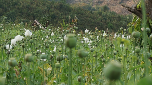 缅北这个“亲美势力”，令中、印同时警惕