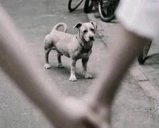 深度 | 今天，对汉奸洋奴们最沉重的一击！