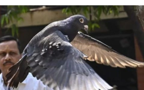 中国赛鸽，在印度当“间谍”