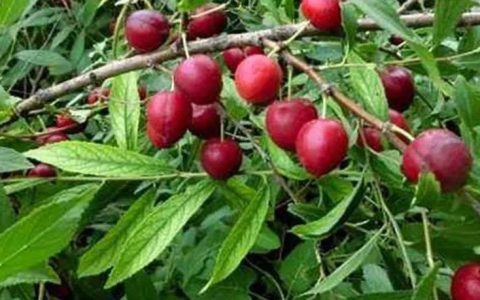 “药食同源”：古人活得很仔细，比现在的好汉谨慎多了