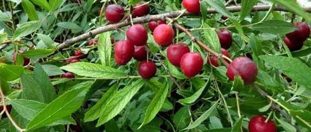 “药食同源”：古人活得很仔细，比现在的好汉谨慎多了