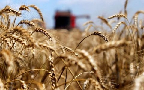 中国取消150万吨美澳小麦，抄底俄罗斯！