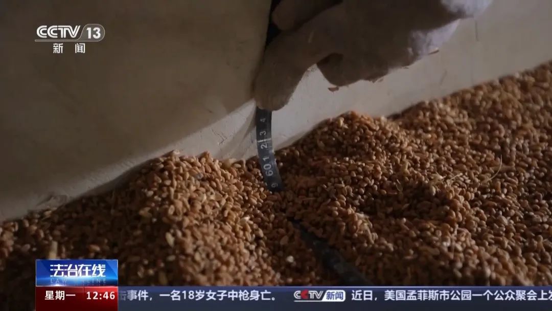 国家粮库近1000万公斤玉米被盗卖，够400万人吃5天！