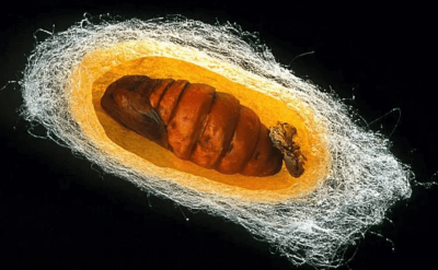 舆情聚焦 - 听风的蚕