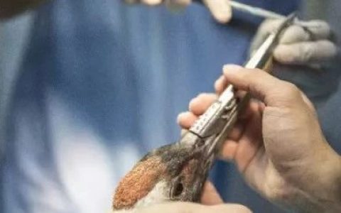 地球丹顶鹤之王，战斗力天下无敌