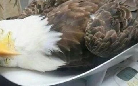 耿爽今天把话挑明了！当面戳穿美国谎言