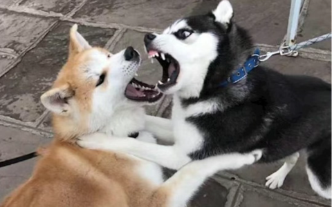 本以为是豪门恩怨，原来是分赃不均