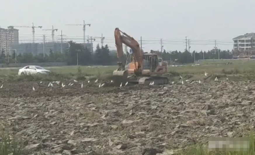 血肉苦弱，新物种机背鹭诞生