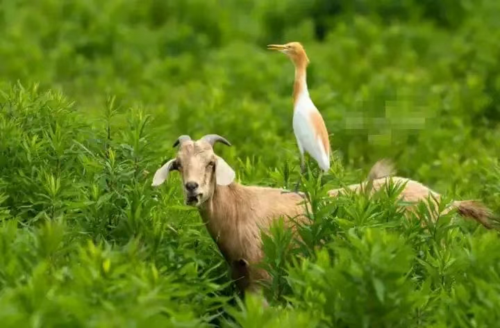 血肉苦弱，新物种机背鹭诞生