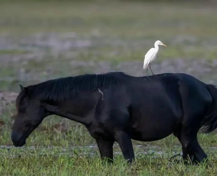 血肉苦弱，新物种机背鹭诞生