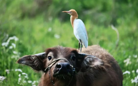 血肉苦弱，新物种机背鹭诞生