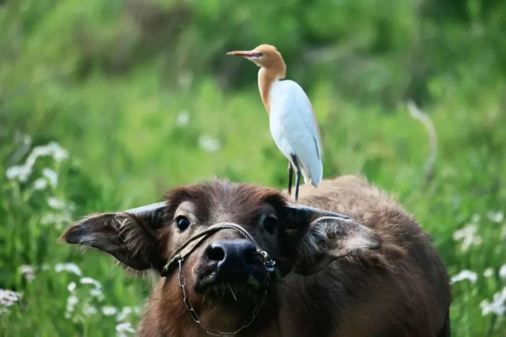 血肉苦弱，新物种机背鹭诞生