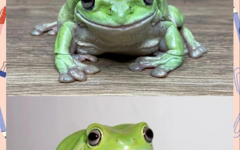 一听是特朗普说的，台官员马上改口