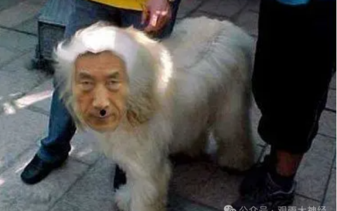 日本终于在做人和做狗之间选择了作死