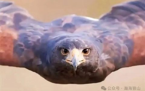 36033这个奇怪的编号，暗示已经有33架？