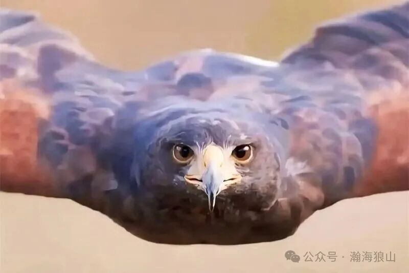 36033这个奇怪的编号，暗示已经有33架？