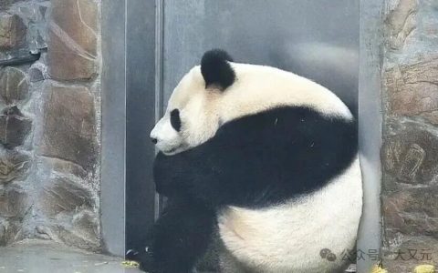 全服都杀疯了，为什么中国能稳如泰山？