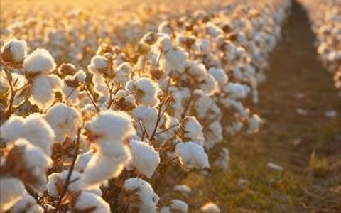 硝化棉卡住了西方弹药扩产的脖子？这种“赢学”思维要不得